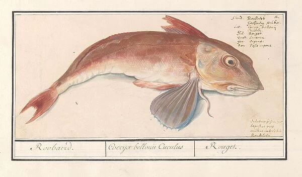 Red poon Chelidonichthys lucerna Roobaerd Coccyx bellonii Cuculus