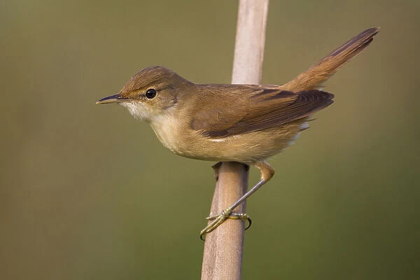 Reed Warbler, Italy