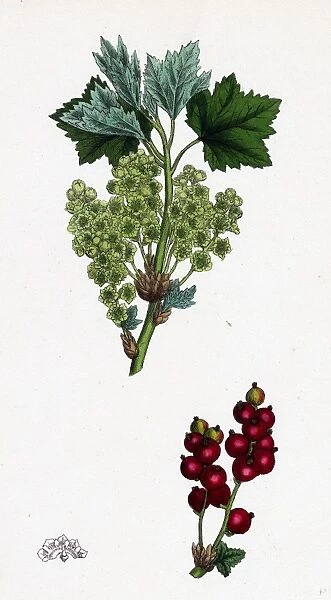 Ribes rubrum, var. spicatum; Red Currant, var. d