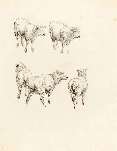 Robert Hills (British, 1769 - 1844), Five Sheep, graphite on wove paper