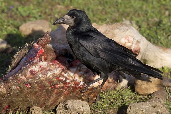 Rook on dead animal, Corvus frugilegus, Turkey