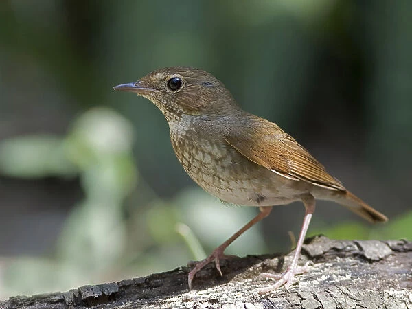 Rufous-tailed Robin perched on tree trunk, Larvivora sibilans