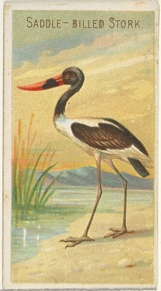 Saddle-Billed Stork Birds Tropics series N5 Allen & Ginter Cigarettes Brands