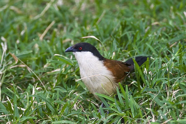 Senegal Coucal, Centropus senegalensis, Gambia