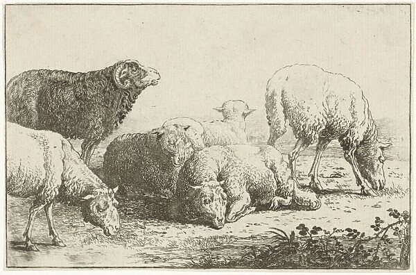 Sheep, Jan van den Hecke (I), 1656