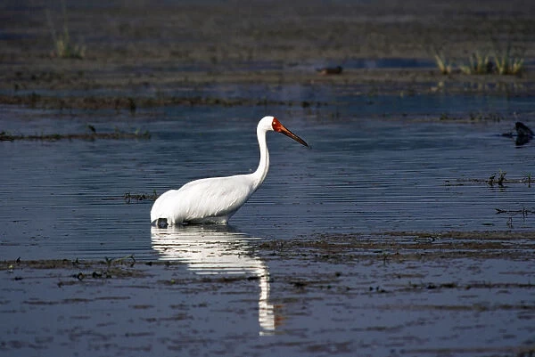 Siberian Crane adult standing in water, Leucogeranus leucogeranus