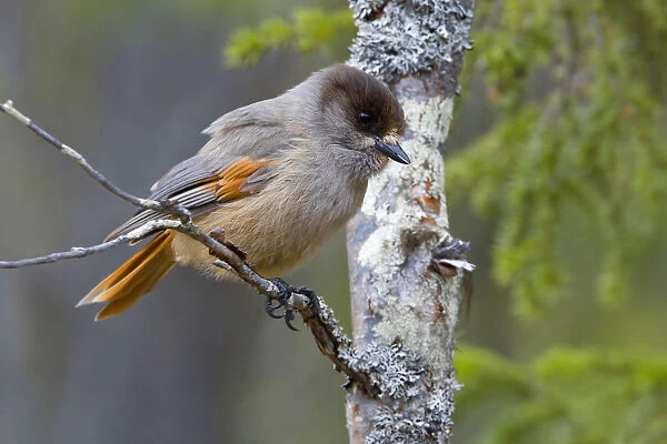 Siberian Jay perched on a branch, Perisoreus infaustus, Finland
