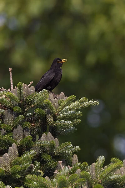 Singing male Common Blackbird on top of a spruce, Turdus merula, Netherlands