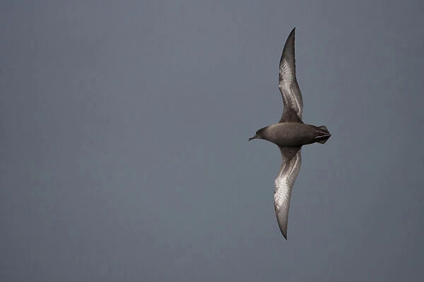 Sooty Shearwater in flight, Ardenna grisea