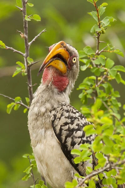 Southern Yellow-billed Hornbill in green scrub, Tockus leucomelas, South Africa