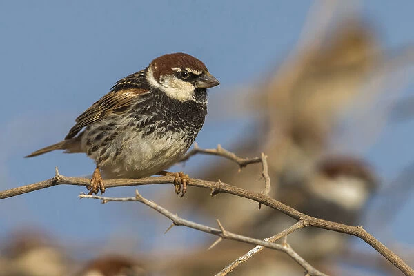 Spanish Sparrow male, Passer hispaniolensis, Capo Verde