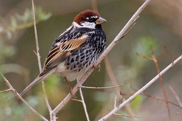 Spanish Sparrow male summerplumage perched on branch Morocco, Passer hispaniolensis