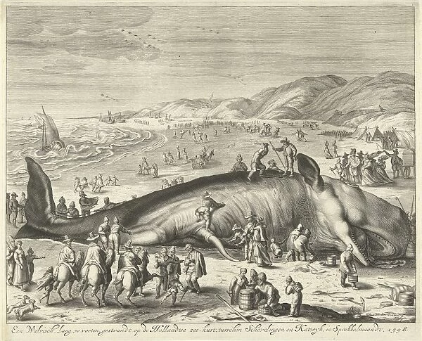Stranded whale Berckhey 1598 whale 70 feet long