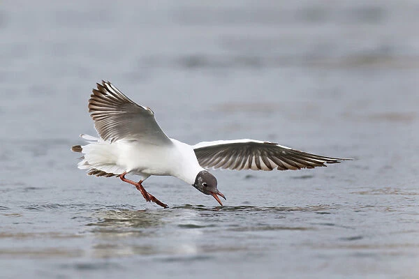 subadult Black-headed Gull foraging, flying just above waterlevel of river Meuse trying to catch emerging Caddis Fly