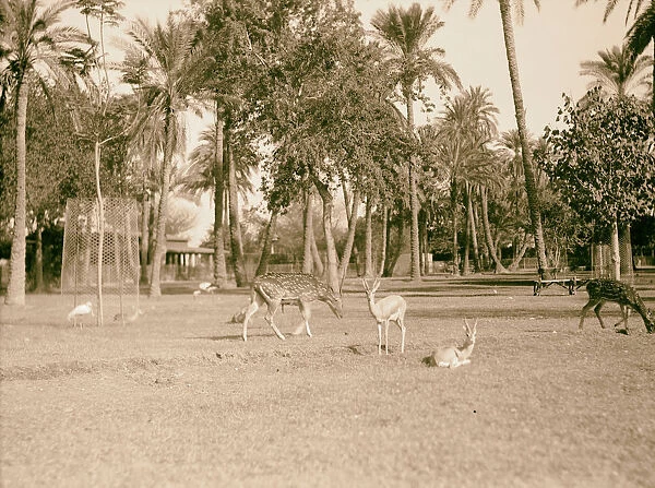 Sudan Khartoum Khartoum Zoo Spotted deer gazelles