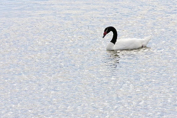 Swimming Black-necked Swan, Cygnus melancoryphus