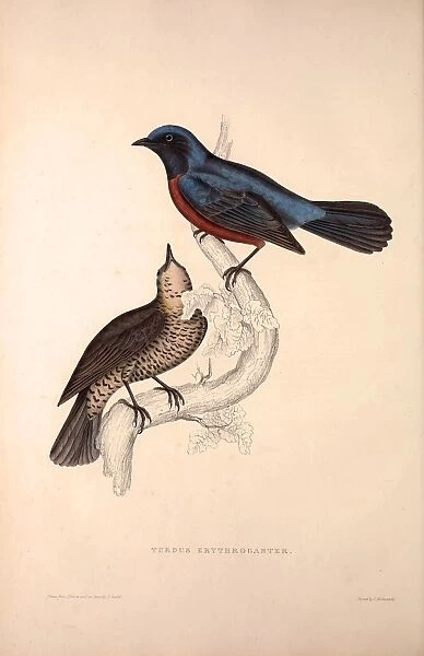 Turdus Erythrogaster. Birds from the Himalaya Mountains, engraving 1831 by Elizabeth