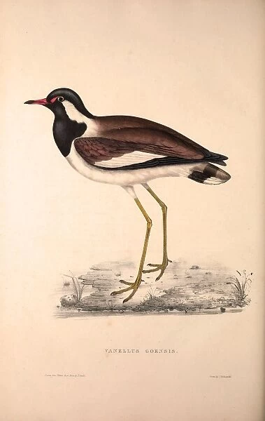 Vanellus Goensis, Plover or Northern Lapwing