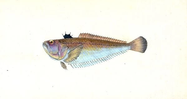 Weever, Trachinus Draco, British fishes, Donovan, E. (Edward), 1768-1837, (Author)