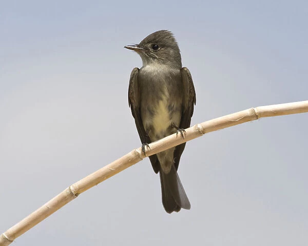 Western Wood-Pewee perched on stalk California USA