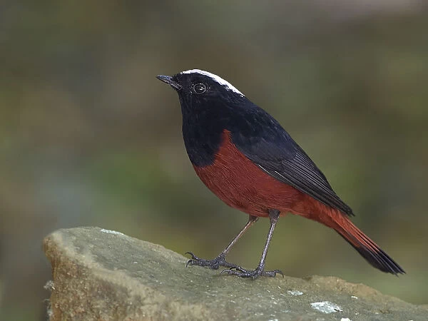 White-capped Water-Redstart perched on rock