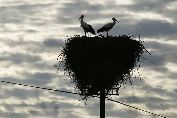White stork a pair on nest made on electricity pole