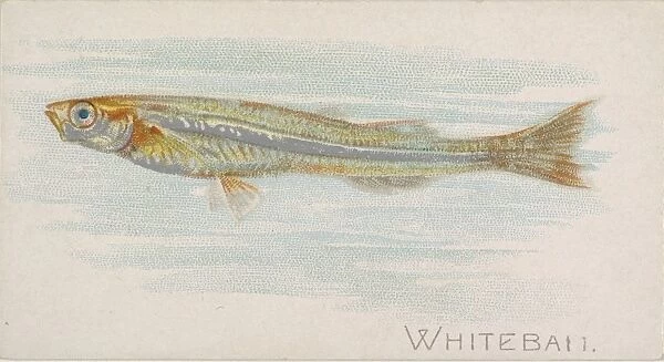 Whitebait Fish American Waters series N8 Allen & Ginter Cigarettes Brands