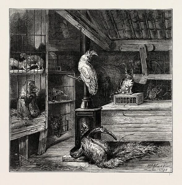A wild beast shop, London, UK, 19th century engraving
