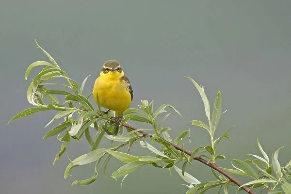 Yellow Wagtail perched on branch, Netherlands
