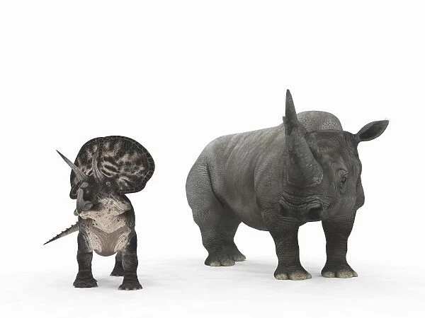 An adult Zuniceratops compared to a modern adult White Rhinoceros