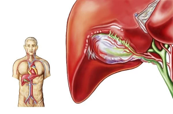 Anatomy of gall bladder ganglion