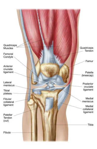 Anatomy of human knee joint