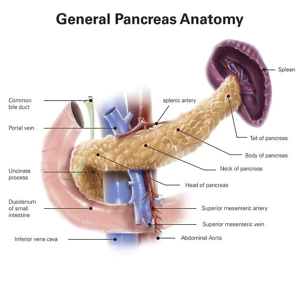 Anatomy of human pancreas, with labels