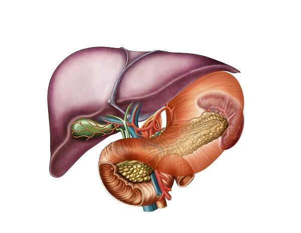 Anatomy of liver, antero-visceral view