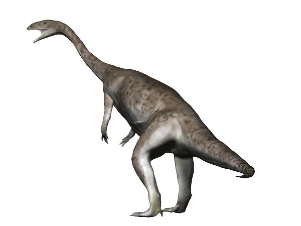 Anchisaurus dinosaur