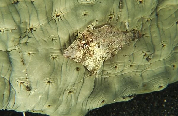 Beige juvenile filefish hiding against a greenish sea cucumber