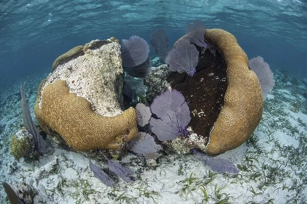 A brain coral and gorgonians grow off Turneffe Atoll in Belize