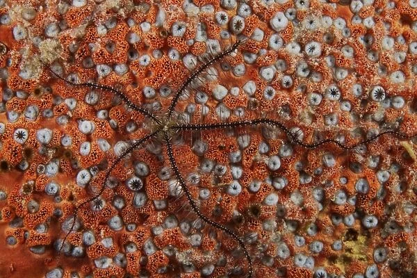 Brittle Starfish on an orange sponge