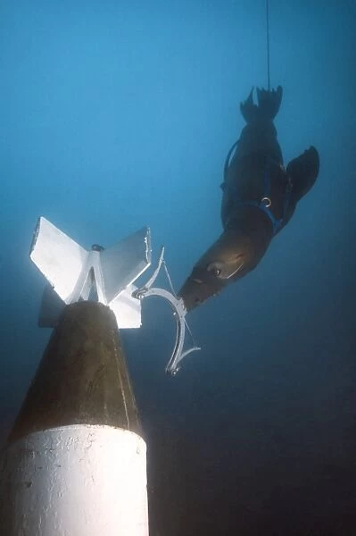 A California sea lion attaches a device onto a mock ASROC missile underwater