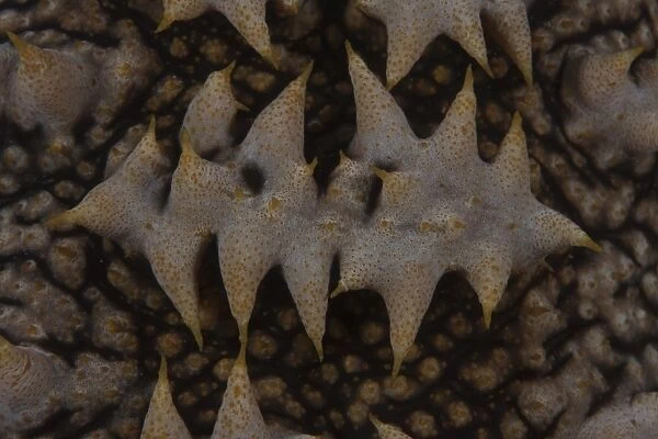 Close-up pattern of a giant sea cucumber
