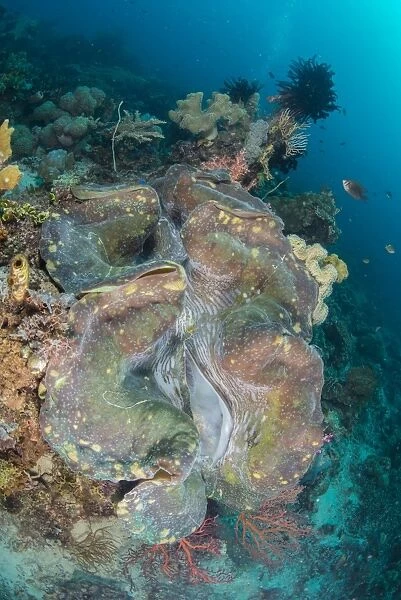Colorful reef scene with massive giant clam, West Papua, Indonesia