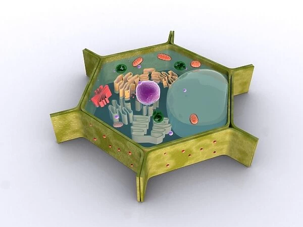 Conceptual image of a plant cell and its components