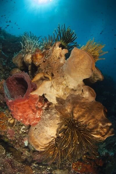 Crinoids adorn large sponges under Siladen Jetty, Indonesia