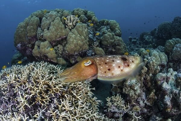 A cuttlefish lays eggs in a fire coral on a reef in the Solomon Islands