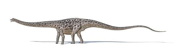Diplodocus dinosaur on white background