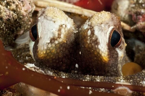 Eyes of a coconut octopus, North Sulawesi, Indonesia