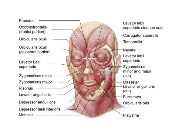 Facial muscles of the human face (with labels)