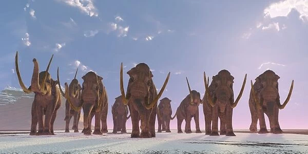 A herd of Columbian Mammoths migrate to a warmer climate