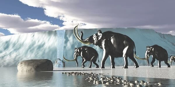 A herd of Woolly Mammoths encounter a huge glacier covering the Arctic territory