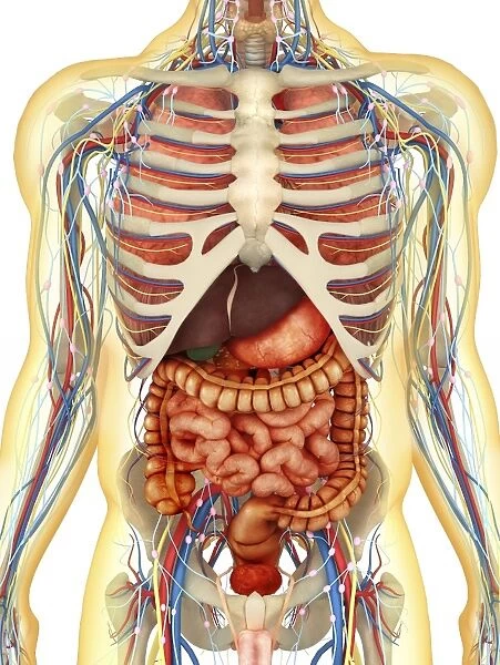 Human body with internal organs, nervous system (Print #13011047)